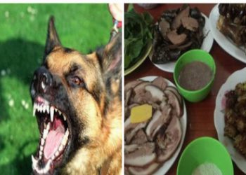 Nguy cơ bệnh tật, thậm chí tử vong nếu ăn thịt chó