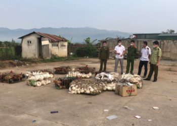 Điện Biên: Ngăn chặn 500 kg gà, ngan thịt không có giấy chứng nhận kiểm dịch động vật