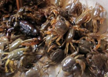 Những sai lầm khi ăn cua đồng nhiều người mắc phải mà không hay