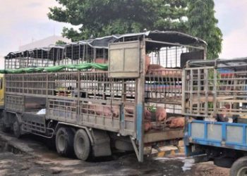 Phát hiện lợn bị dịch tả lợn Châu Phi vận chuyển trên xe tải ở Quảng Nam