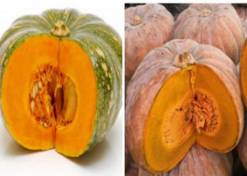 Bí đỏ có thể bị biến chất gây hại sức khỏe nếu bảo quản lâu ngày