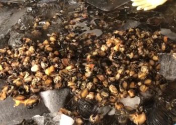 TP.HCM: Kinh hoàng cơ sở ngâm, tẩy rửa ốc bằng hóa chất công nghiệp