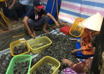 80 kg tôm tươi đang được bơm tạp chất bị bắt giữ