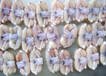 EU cảnh báo đùi ếch, bưởi Việt Nam vi phạm an toàn thực phẩm