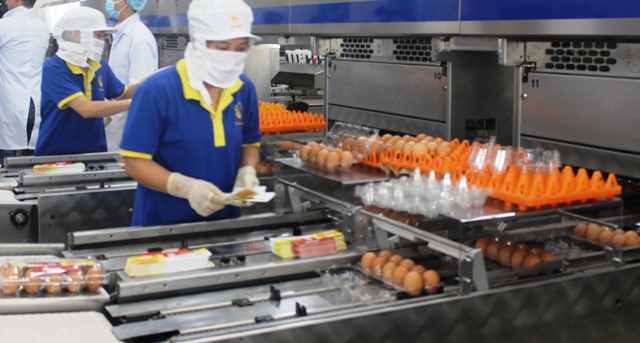 Cả ISO 22000 và HACCP đều được áp dụng trong các hoạt động trong lĩnh vực thực phẩm 