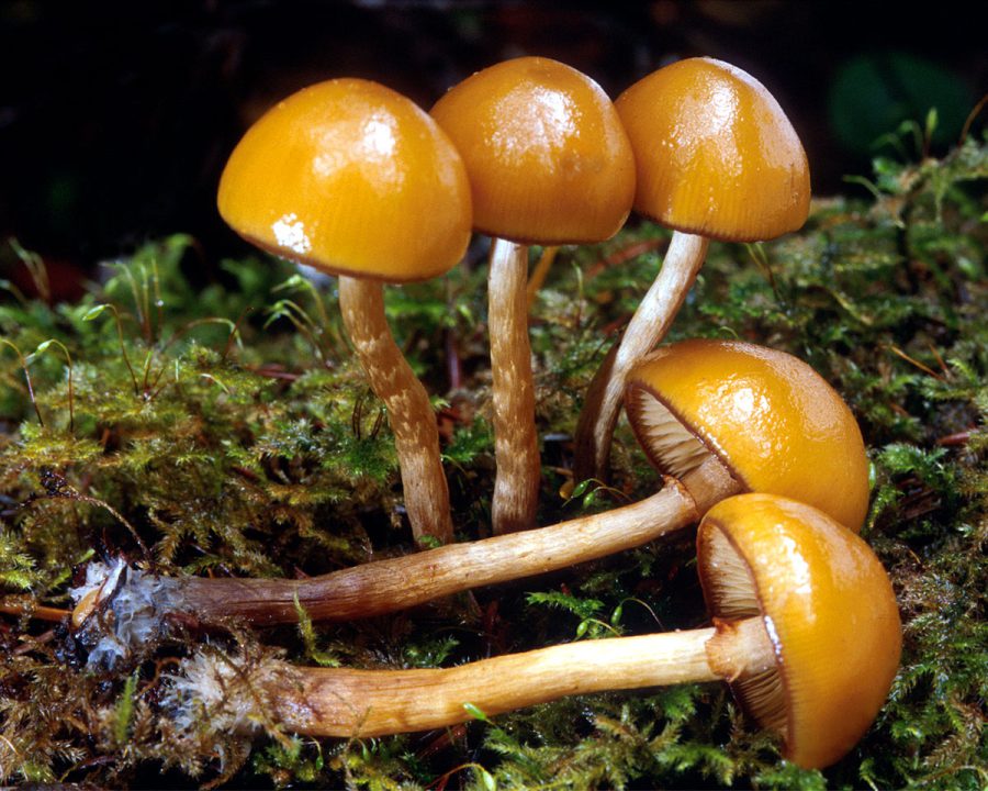 Nấm mũ đầu lâu mùa thu (Galerina marginata)