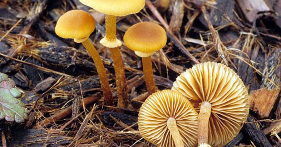 Nấm Conocybe filaris