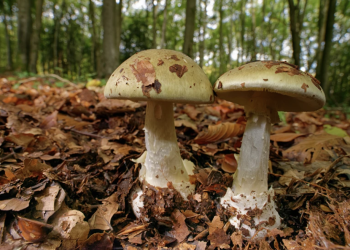 Top 5 loại nấm hoang dại nguy hiểm nên tránh