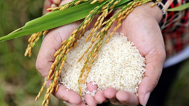 Tại sao cần phải thực hiện kiểm nghiệm gạo?