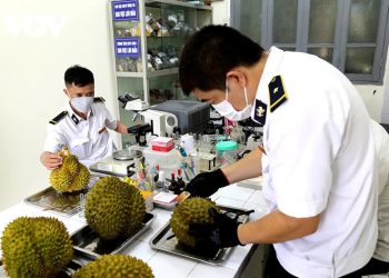 Danh sách 37 phòng kiểm nghiệm mít, sầu riêng xuất khẩu